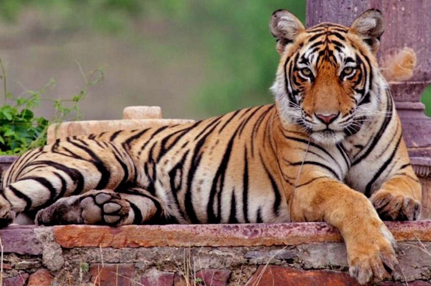 Tigress of Ranthambore