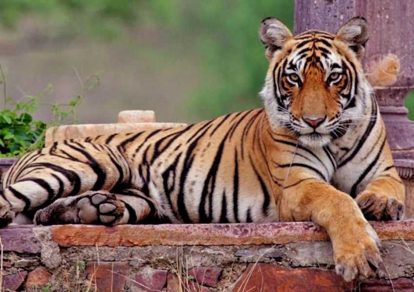 Tigress of Ranthambore