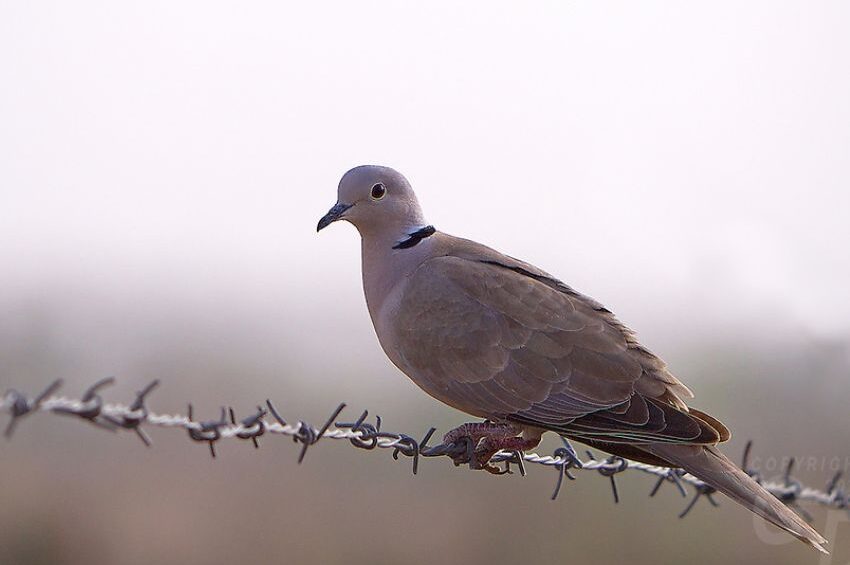 Rajasthan's Birds