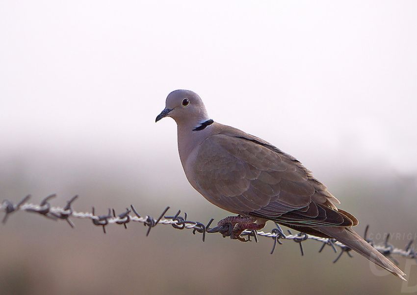 Rajasthan's Birds